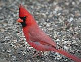Cardinal On The Ground_24782